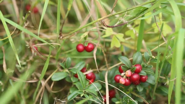 Cowberry Θάμνους Των Ώριμων Κόκκινων Μούρων — Αρχείο Βίντεο