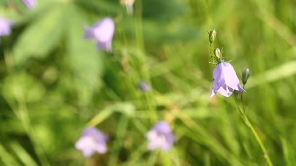 Campanula Rotundifolia Flor Sino Oscilação Vento — Vídeo de Stock