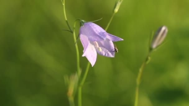 Campanula Rotundifolia Flor Sino Oscilação Vento — Vídeo de Stock