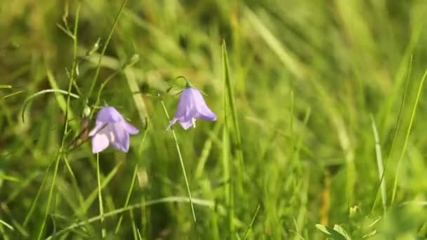 カンパヌラ ロタンディフォリアまたはベルの花が風に揺れ — ストック動画