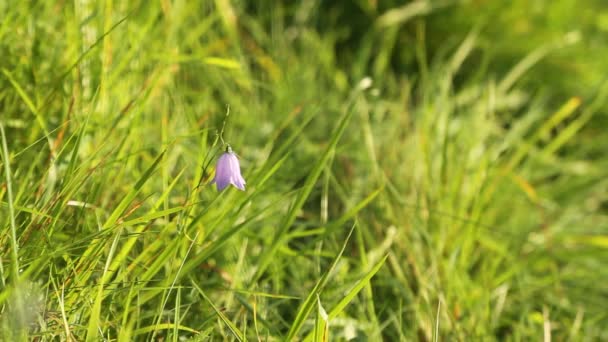 Campanula Rotundifolia Flor Sino Oscilação Vento — Vídeo de Stock