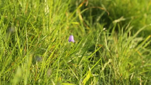 Campanula Rotundifolia Flor Sino Oscilação Vento — Vídeo de Stock