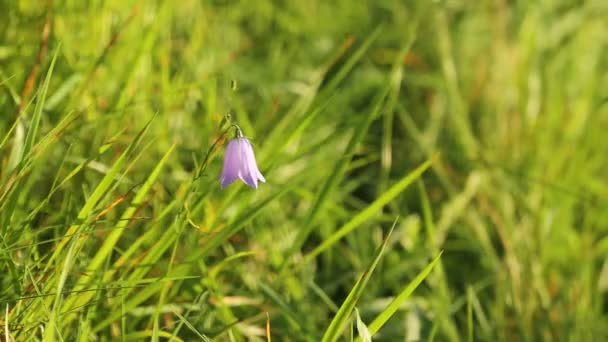 Campanula Rotundifolia Або Дзвонова Квітка Погойдується Вітрі — стокове відео