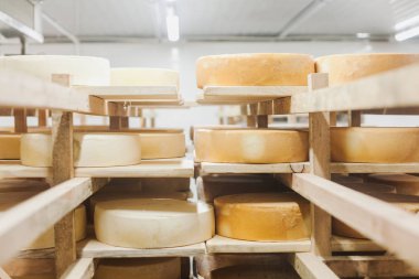 İnek sütü peyniri, ahşap raflarda saklanır ve olgunlaşması için bırakılır.