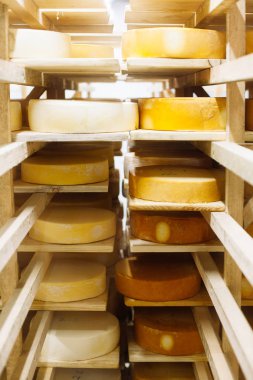 İnek sütü peyniri, ahşap raflarda saklanır ve olgunlaşması için bırakılır.