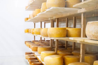 İnek sütü peyniri, ahşap raflarda saklanır ve olgunlaşması için bırakılır.