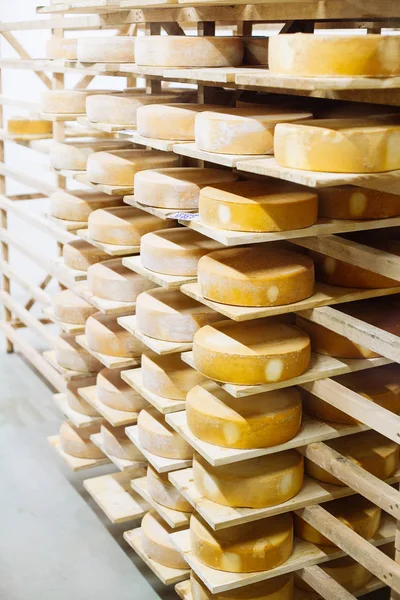 İnek sütü peyniri, ahşap raflarda saklanır ve olgunlaşması için bırakılır.