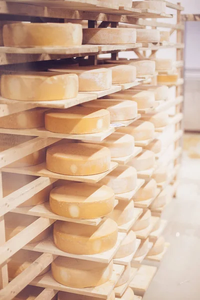 İnek sütü peyniri, ahşap raflarda saklanır ve olgunlaşması için bırakılır.