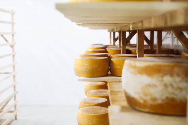 Cow milk cheese, stored in a wooden shelves and left to mature