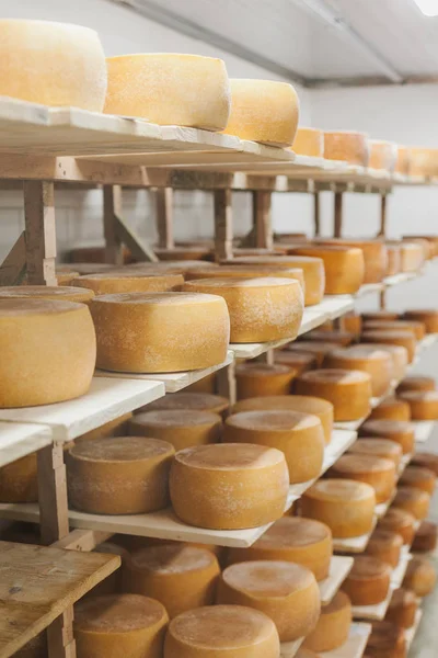 İnek sütü peyniri, ahşap raflarda saklanır ve olgunlaşması için bırakılır.