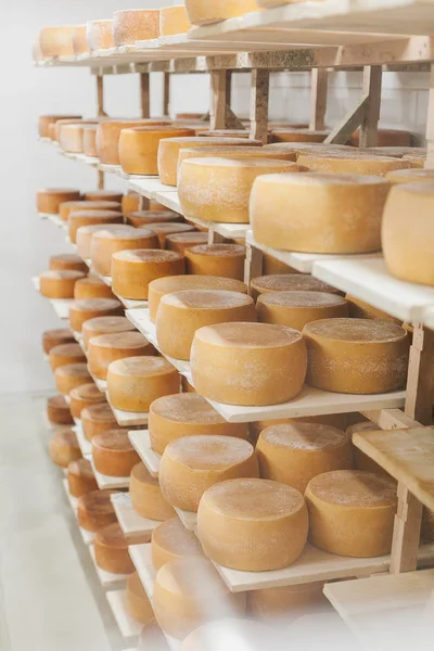 İnek sütü peyniri, ahşap raflarda saklanır ve olgunlaşması için bırakılır.