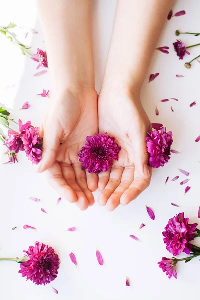 Feche a foto de mãos femininas com flores rosa profundas no branco — Fotografia de Stock
