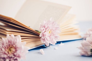Bulanık bokeh backg üzerinde krizantem çiçek ile eski kitap açıldı