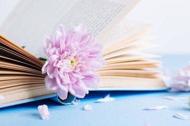 Bulanık bokeh backg üzerinde krizantem çiçek ile eski kitap açıldı