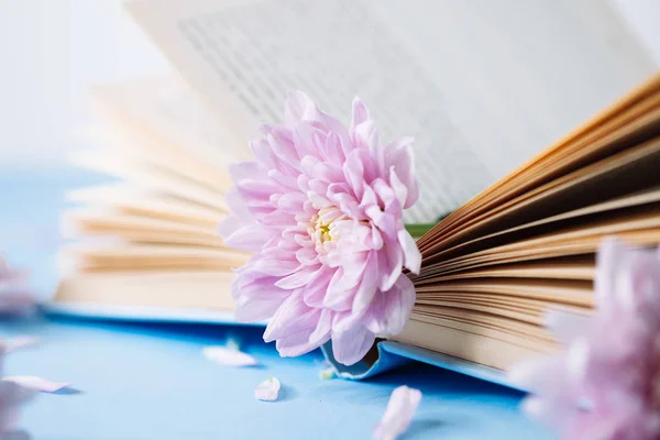 Otevřená stará kniha s chryzantézovou květinou na rozmazaně bokeh backg — Stock fotografie