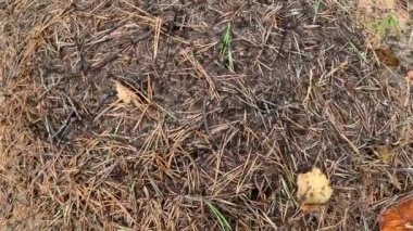 Çam iğneleriyle bir karınca yuvasını kapatın. Ormanda karınca kolonisi ile büyük karınca yuvası.