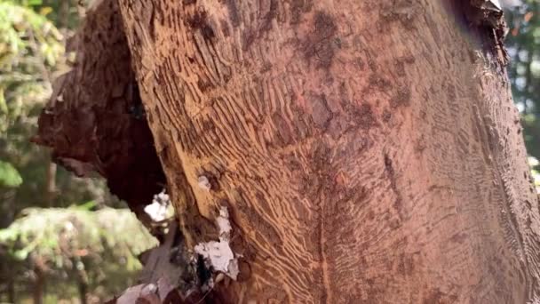森の中で樹皮ビートルによって損傷した木 樹皮からの枯れ木の幹 穴やトンネルカブトムシ感染樹皮 — ストック動画