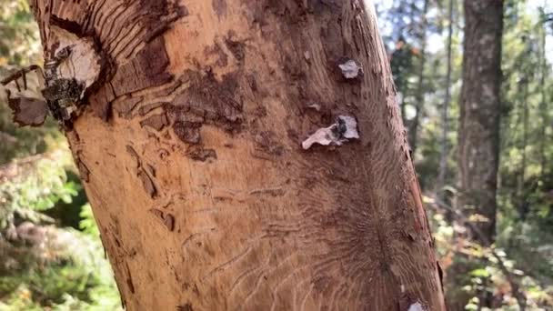 Damaged tree by bark beetle in the forest. Dead tree trunk, holes and tunnels from bark beetles infested bark — Stock Footage Damaged Tree Bark Beetle Forest Dead Tree Trunk Holes Tunnels Video Clip