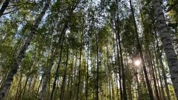 Wild Bos Prachtige Zonnestralen Door Toppen Van Bomen Zon Schijnt — Stockvideo