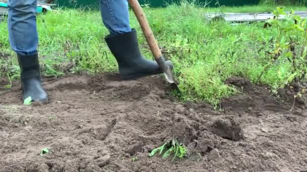 人用铲子在花园里挖土豆 慢动作 — 图库视频影像