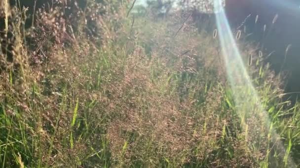 Planta Com Fundo Bokeh Chuva Natureza Gotas Embaçadas Partículas Redondas — Vídeo de Stock