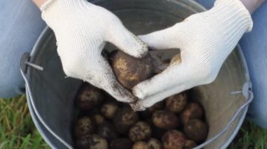 çiftçi patates, el ve patates toprak lekeli tutuyor. biyo ürünler ve sebze kavramı büyümek