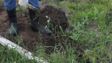 Bahçede kürekle patates çıkaran adam