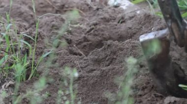 Bahçede kürekle patates çıkaran adam