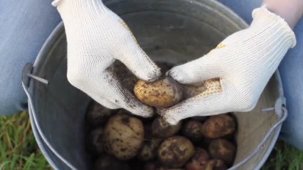 Bauer Hält Kartoffeln Hände Und Kartoffeln Die Mit Erde Befleckt — Stockvideo
