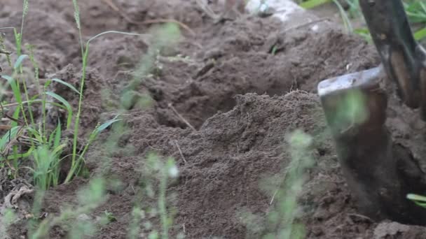 シャベルで庭でジャガイモを掘り起こす男 — ストック動画