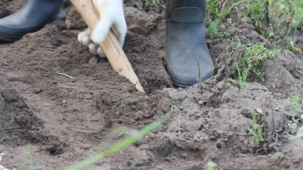 人用铲子在花园里挖土豆 — 图库视频影像