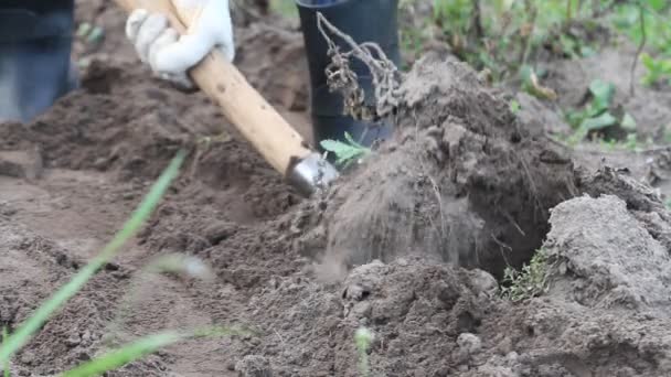 Hombre Desenterrando Patatas Jardín Con Una Pala — Vídeos de Stock