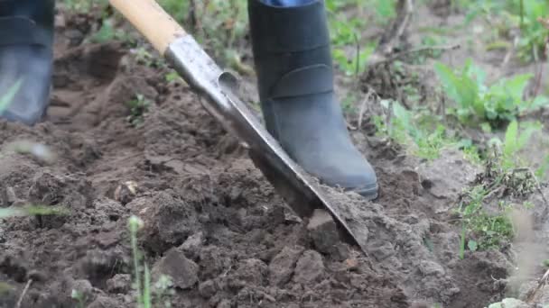 Man Digging Potatoes Garden Shovel — Stock Video