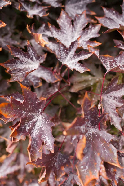 Autumn red maple leaves