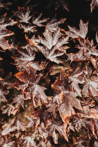 Autumn red maple leaves