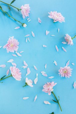 Açık pembe krizantem çiçekleri ile mavi arka plan
