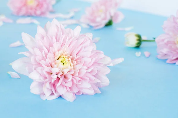 Modré pozadí s světle růžovými chryzantémy květy — Stock fotografie