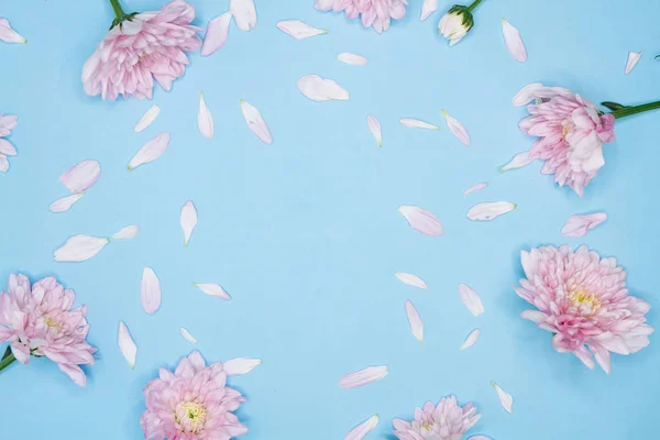 Modré pozadí s světle růžovými chryzantémy květy — Stock fotografie