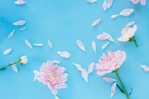 淡いピンクの菊の花を持つ青い背景 — ストック写真