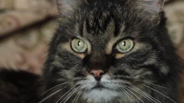 Kedi gözleri yakın plan. Kameraya bakan soyulmuş gri kedi. Sarı yeşil gözler, dar gözbebekleri.