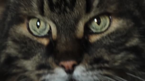 Les yeux de chat en gros plan. Chat gris dépouillé regardant la caméra.Yeux jaune-vert, pupilles étroites 