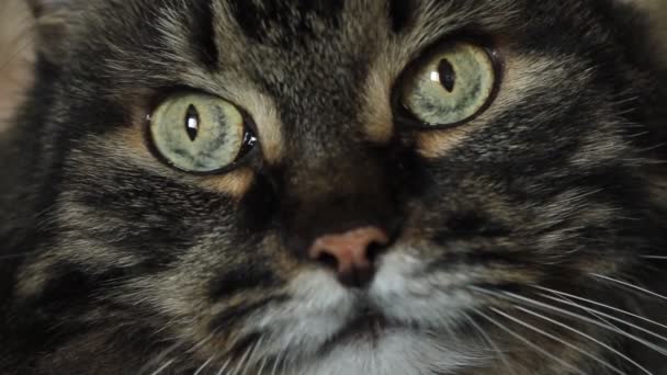 猫的眼睛近视 毛茸茸的灰猫看着相机 黄绿的眼睛 狭窄的瞳孔 — 图库视频影像