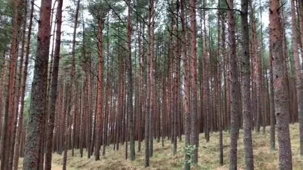 Dansande Skog Nationalpark Kuriska Näset Kaliningrad Ryssland Böjda Barrträd Skogen — Stockvideo