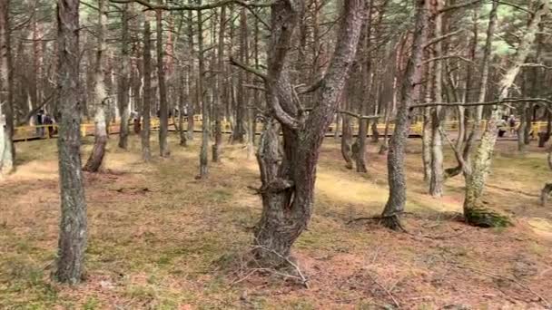 Foresta Danzante Nel Parco Nazionale Dello Sputo Curoniano Kaliningrad Russia — Video Stock