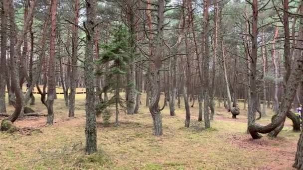 Dansende Bos Nationaal Park Koerse Schoorwal Kaliningrad Rusland Gebogen Coniferen — Stockvideo