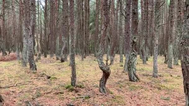 Tanzender Wald Nationalpark Kurische Nehrung Kaliningrad Russland Gebogene Nadelbäume Wald — Stockvideo