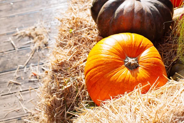 Pilha de abóboras vendidas em um mercado para o Halloween . Imagens De Bancos De Imagens