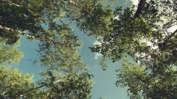 明るい午後の太陽と光線と落葉樹林の木の冠 木を見上げろ 回転とねじり 景勝地の木のトップビュー — ストック動画
