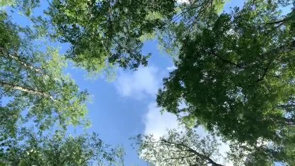 Coronas Árboles Bosque Caducifolios Con Sol Brillante Por Tarde Rayos — Vídeo de stock