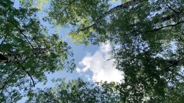 Coroas Árvores Floresta Caduca Com Sol Brilhante Tarde Raios Olhar — Vídeo de Stock